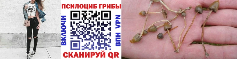 как найти наркотики Ясногорск Псилоцибиновые грибы Psilocybine cubensis